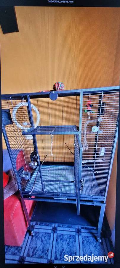 Aleksandretta Chińska na SPRZEDAŻ Ptaki Cieszyn