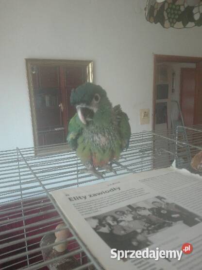 Ara Maracana ręcznie karmiona mazowieckie Warszawa