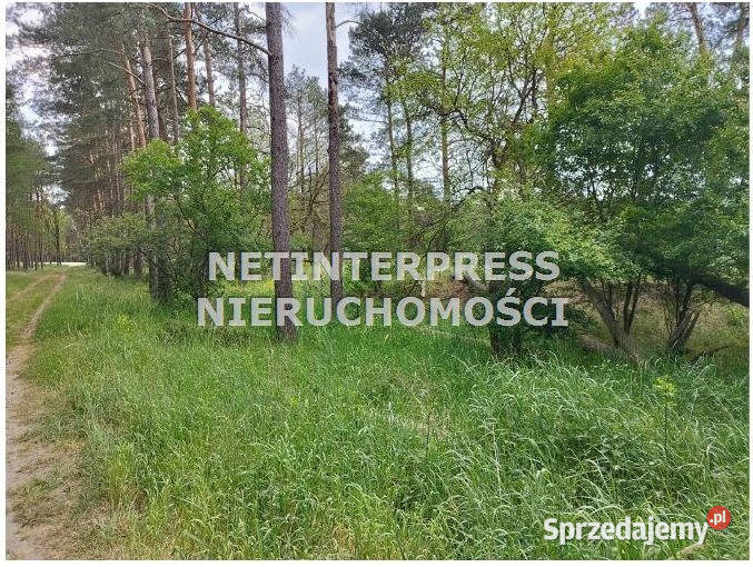 Działka Drezdenko 71795 metrów sprzedam