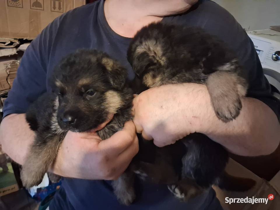 Rasowe Owczarki Niemieckie Niepołomice