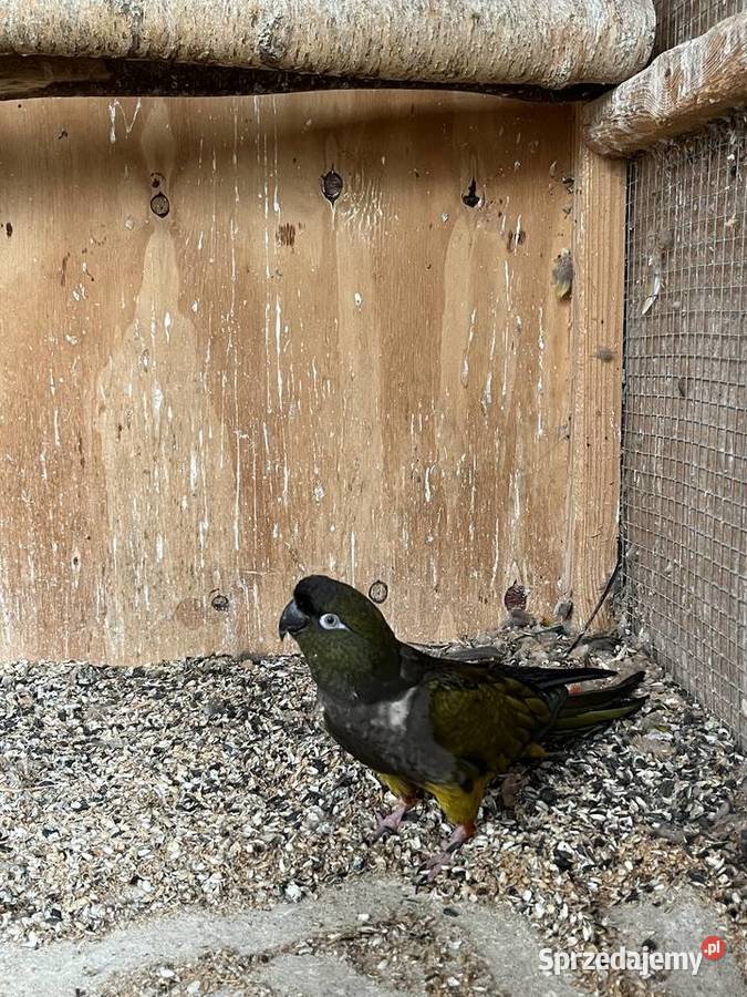 Samica Patagonka Konura patagońska mazowieckie Kuczki-Kolonia