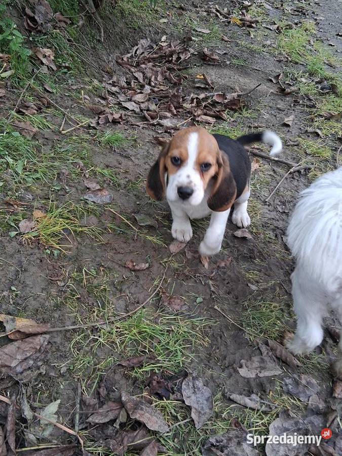 Szczeniaki Beagle tricolor Nowy Sącz