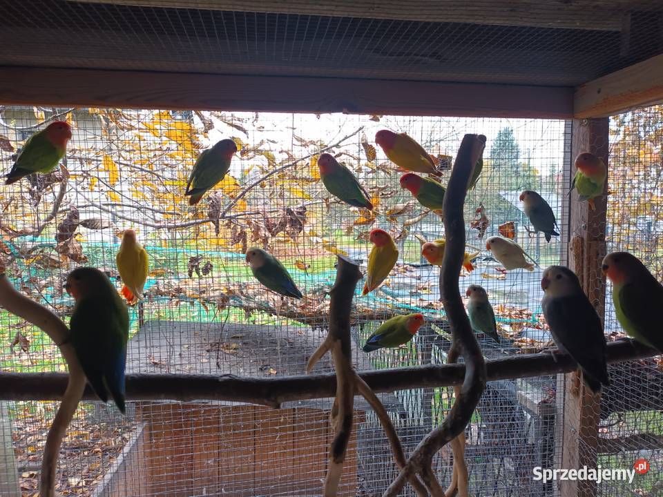 Nierozłączki Ptaki Gorzyczki