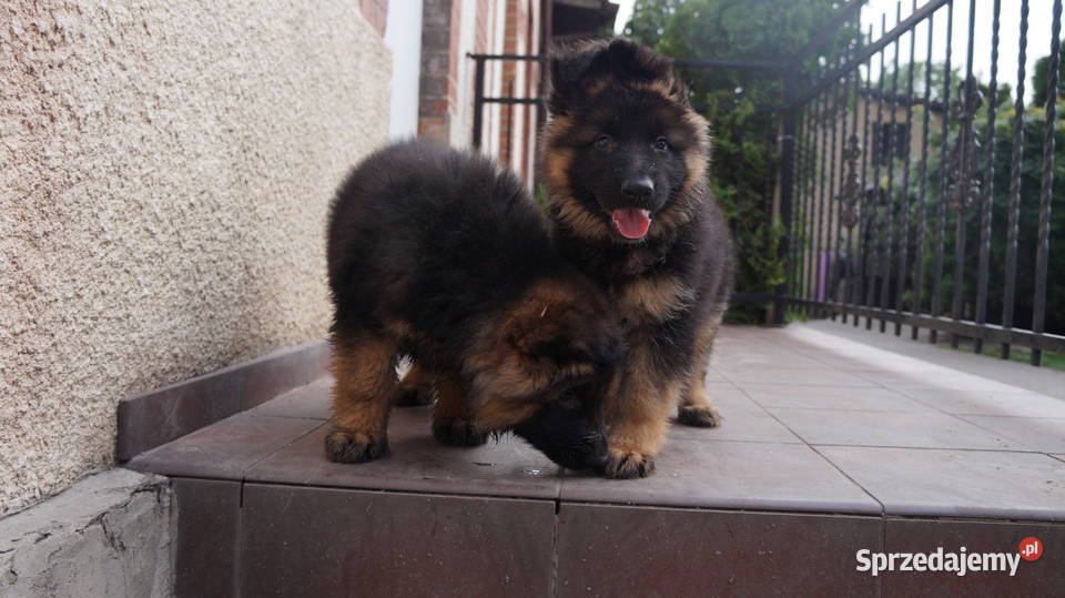 OWCZAREK NIEMIECKI SZCZENIĘTA