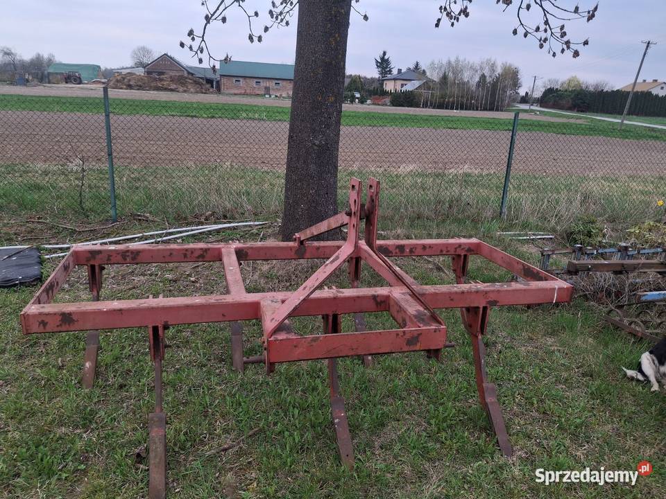 Glebosz nieuszkodzony Chłaniówek