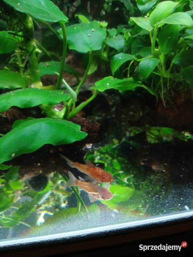 Kirysek Aspidoras C125 Red Kamienica