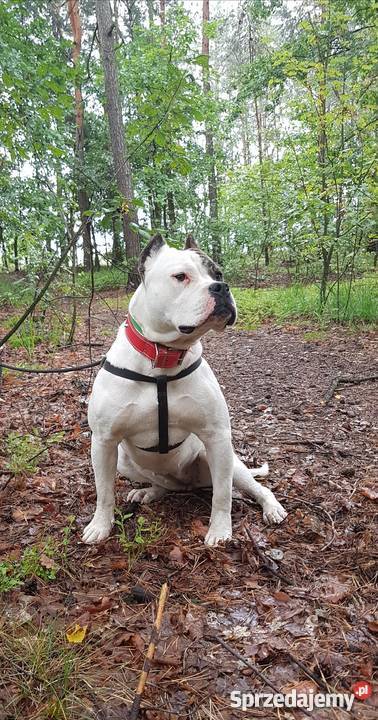 Piękny szczeniak rasy Amstaff mazowieckie Kaleń Drugi
