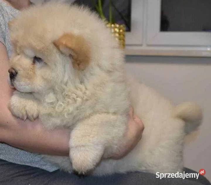 CHOW CHOW CZAU CZAU PIĘKNY CHŁOPAK mazowieckie Warszawa