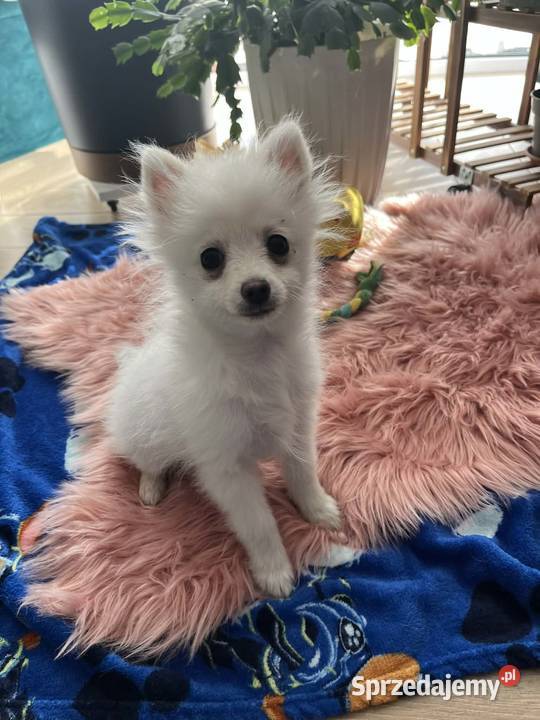 szpic miniaturowy piesek Skalbmierz