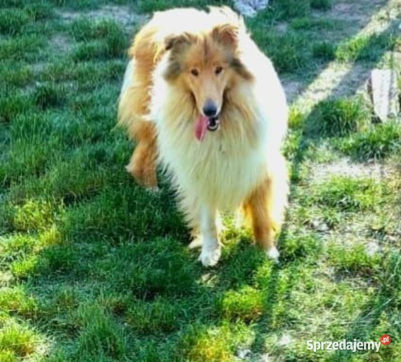 Pies Owczarek Szkocki Collie Koźmin Wielkopolski