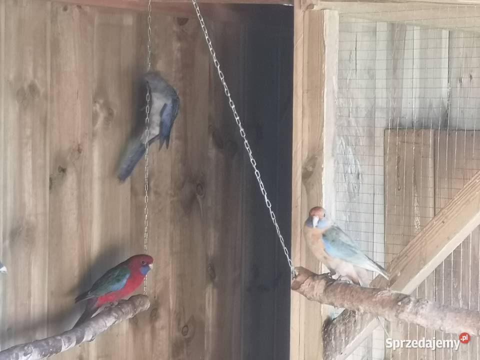 Rozella rozelle królewska bialolica Lubosz