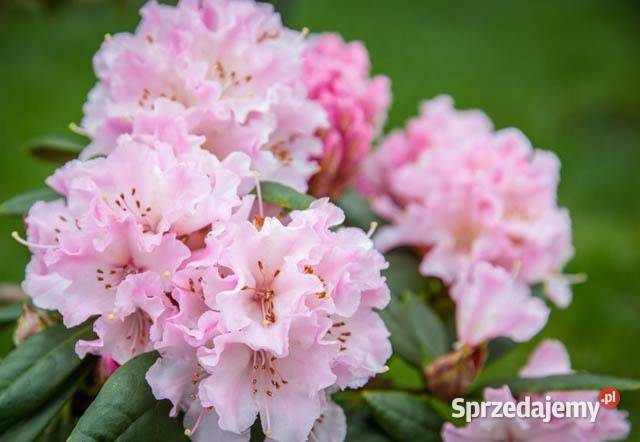 Różanecznik CheerRhododendron Cheer C5 Liściaste sprzedam
