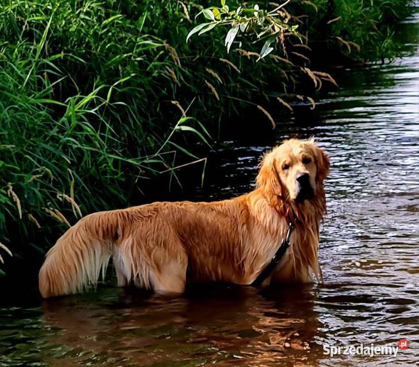 Reproduktor golden retriever ZKWP opolskie