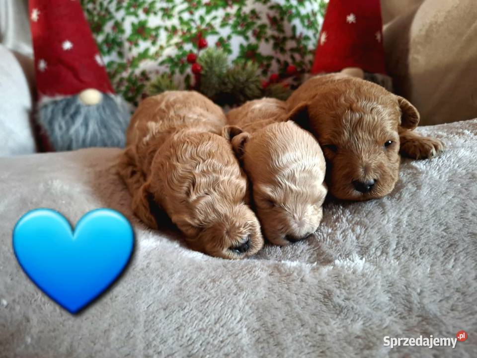 Pudel Pudelek Pudle miniatura małopolskie Olkusz