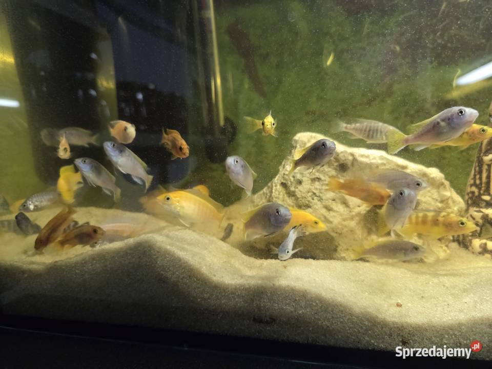 Pyszczaki mix Ryby Aleksandrów Kujawski