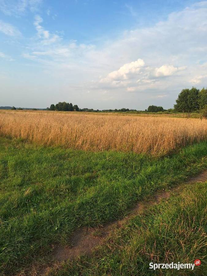 Sprzedam Pole rolne Baranów sprzedam