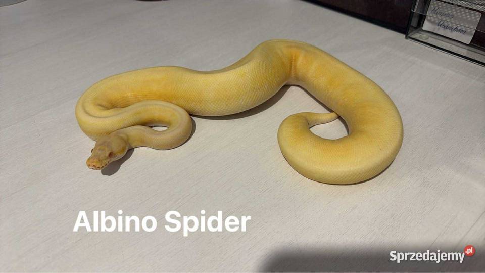 Pyton królewski boa Płock