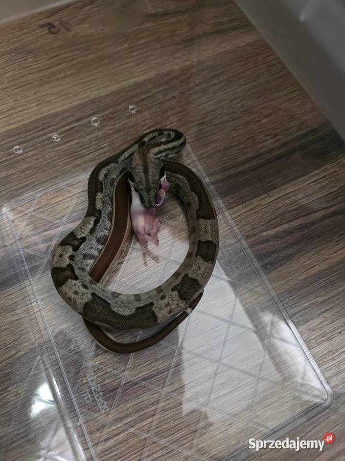 Boa junglemotley leopard