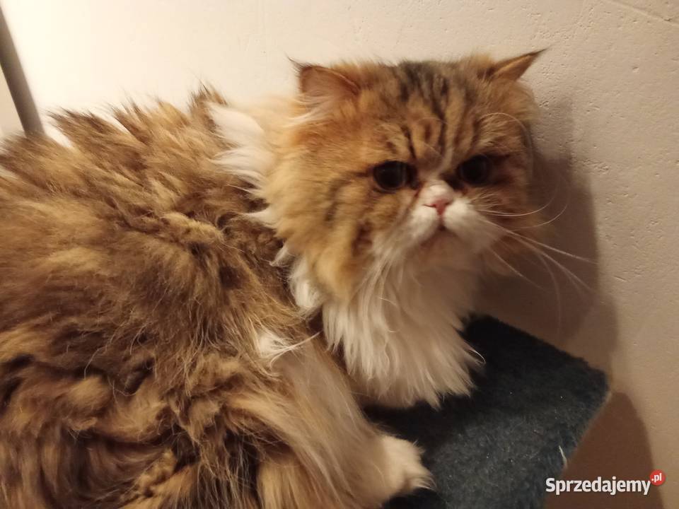 Kot perski reproduktor Sosnowiec