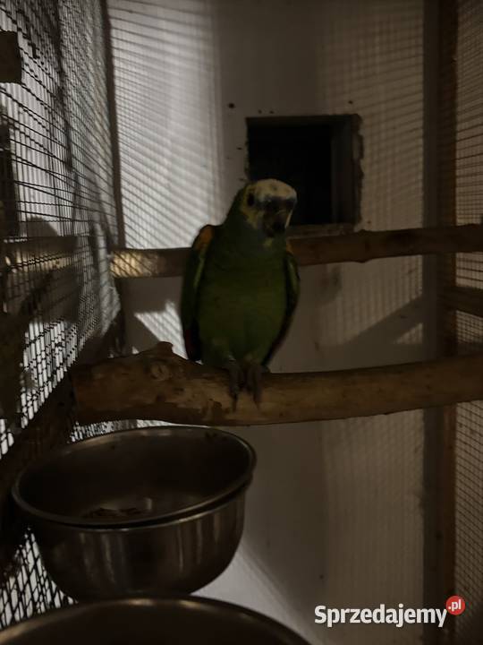 Amazonka niebieskoczelna samiec 4 lata Kowala