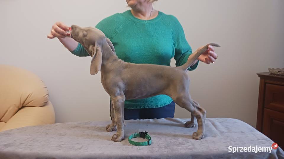 Wyżeł weimarski szczenięta rodowodowe ZKwPFCI Puławy