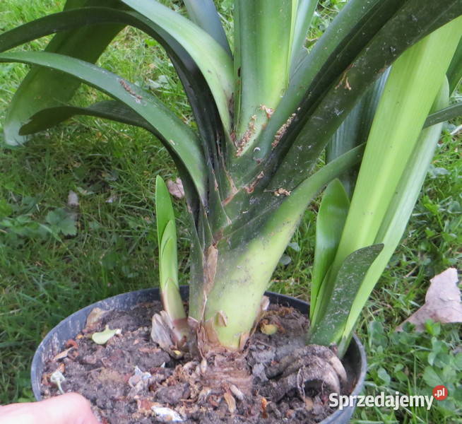 Kliwia Clivia miniata sadzonka Kraków kwitnie