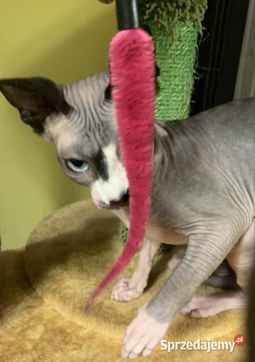 Sfinks Kanadyjski Do odbioru koteczką Rodowód Leszno