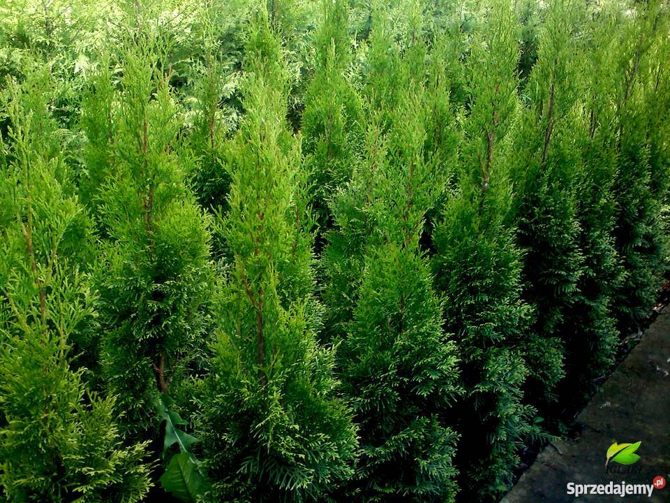 Tuja SzmaragdThuja SmaragdSzmaragdowe w Proszowice