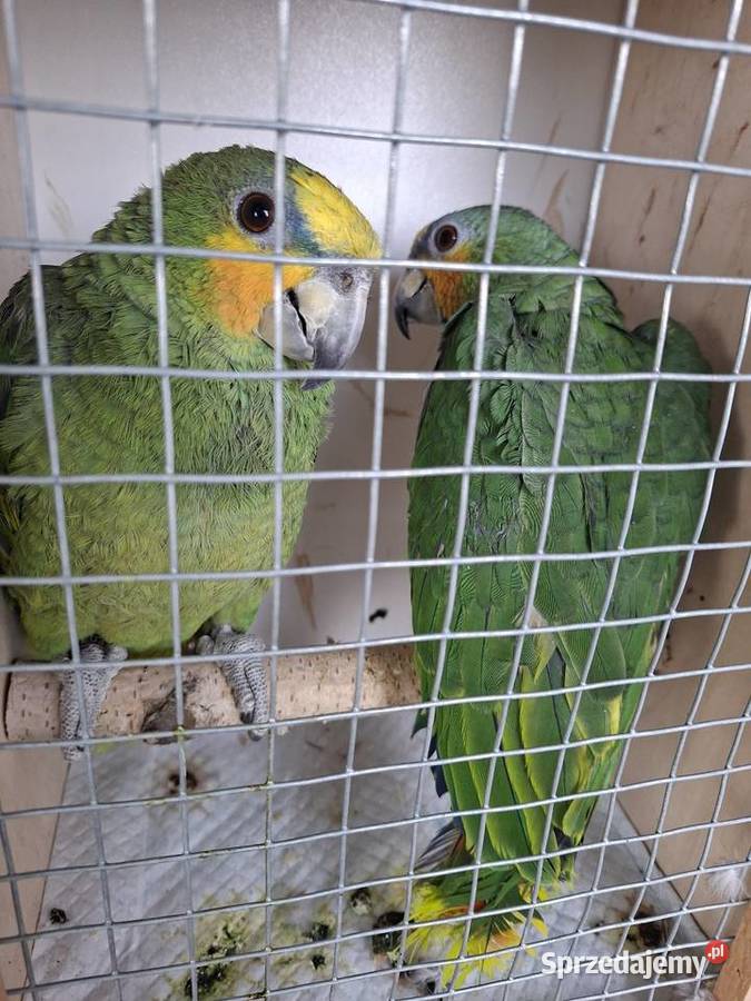 Amazonka venezuelska samiec młody śląskie Wilamowice sprzedam