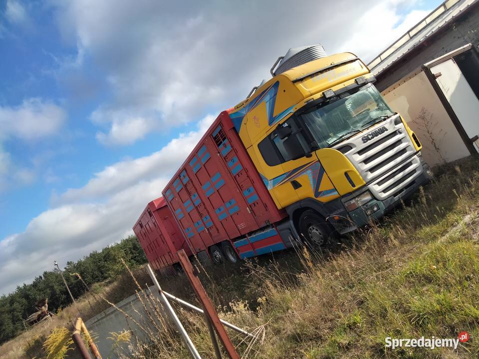 Scania V8 R480 Zestaw do przewozu żywca 1450000km Zgierz