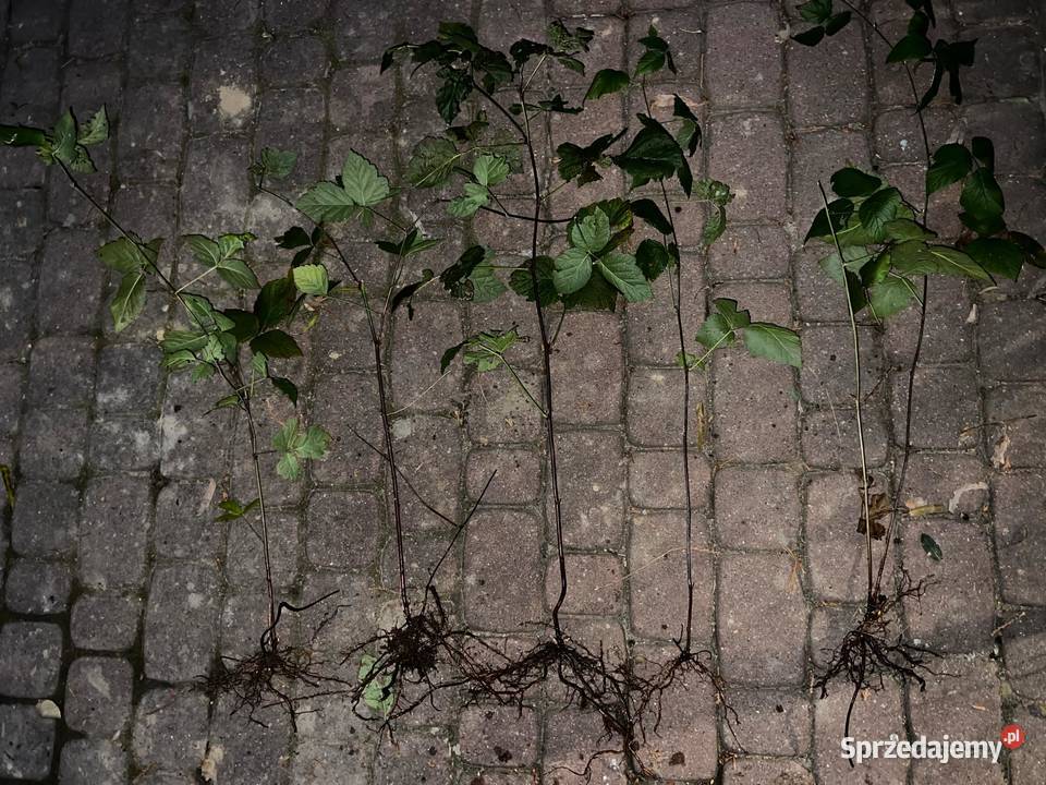 Jeżyna popielica sadzonki Dom i Ogród Jasło