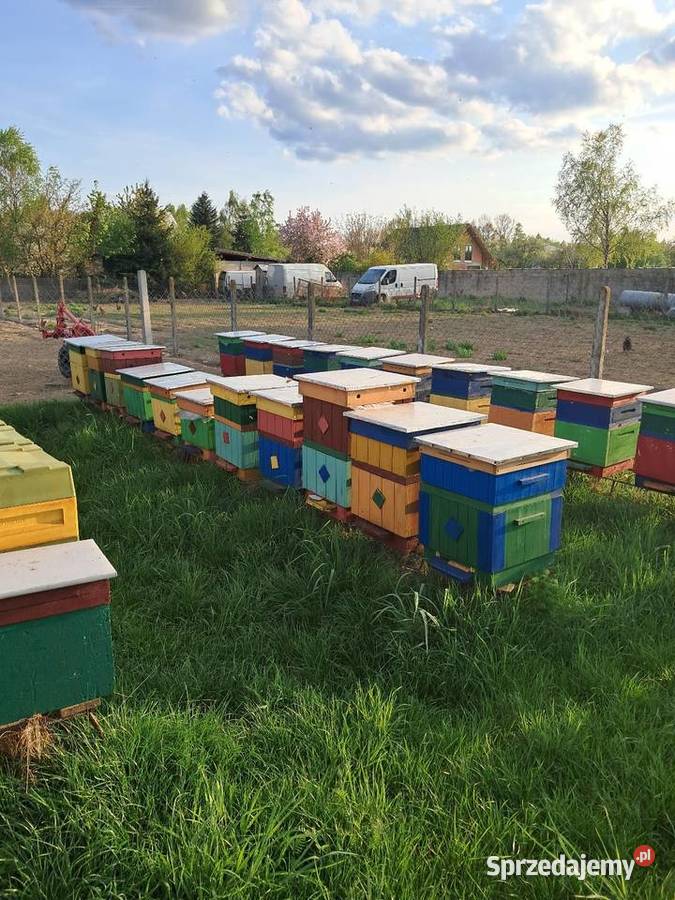 Odkłady Pakiety Pszczoły na WAGE Odrzywół