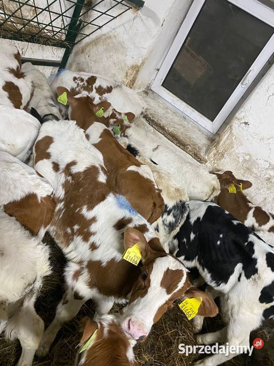Sprzedam byczki Łódź