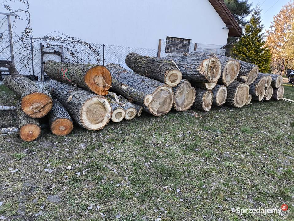 Topola tartaczna Produkcja Kościan