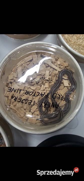 Waz zbozowy odmiany kolorystyczne mlode Gady i płazy Koszalin