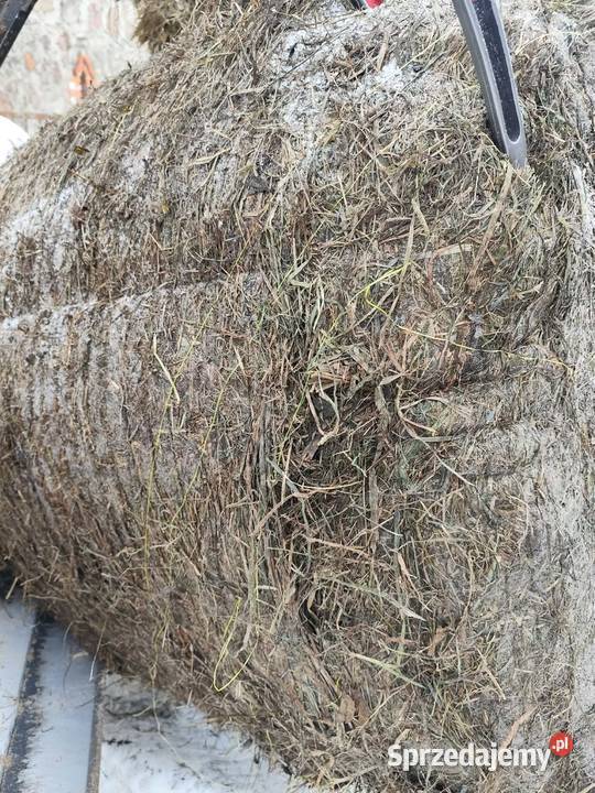 Bele sianokiszonki 125x120 Grajewo