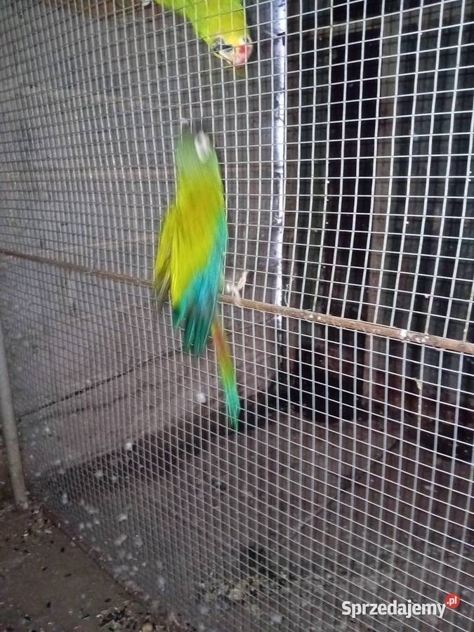 ara marakana samiec sprzedam zamienię Wawrzeńczyce