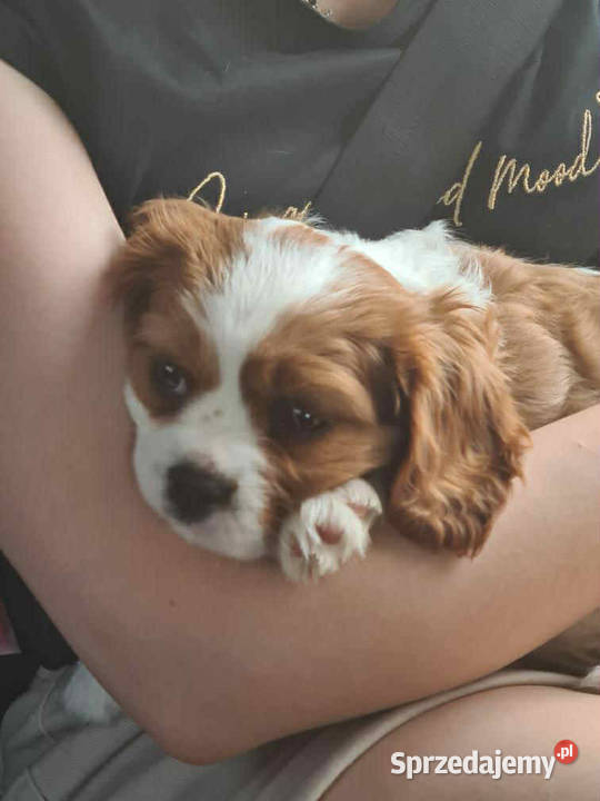 Szczeniak Cavalier King Charles Spaniel sunia mazowieckie Nadarzyn