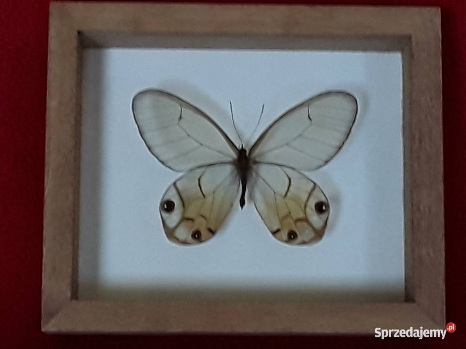 Motyl w ramce 12x10 Haetera piera ssp 70 mm Szczecin