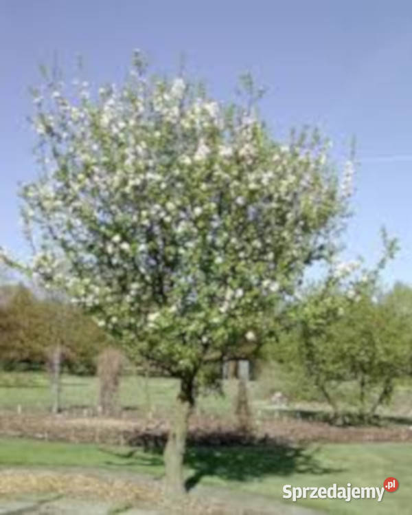 JABŁOŃ DZIKA Malus sylvestris NASIONA 4000 sztuk Nasiona Lubanie