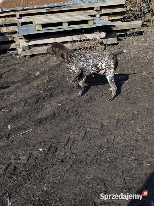Wyżeł Niemiecki Krótkowłosy Łuków