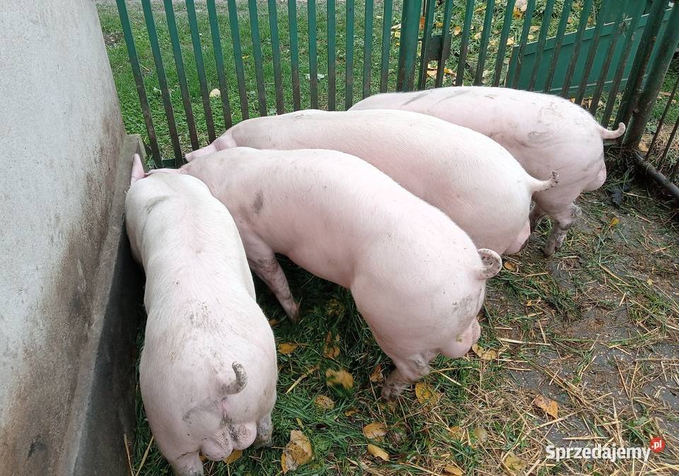 Knurki młode PBZ Polska Biała Zwisłoucha Strzałkowo