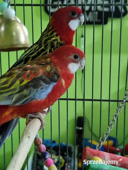 Parka papug rozella białolica Zgorzelec