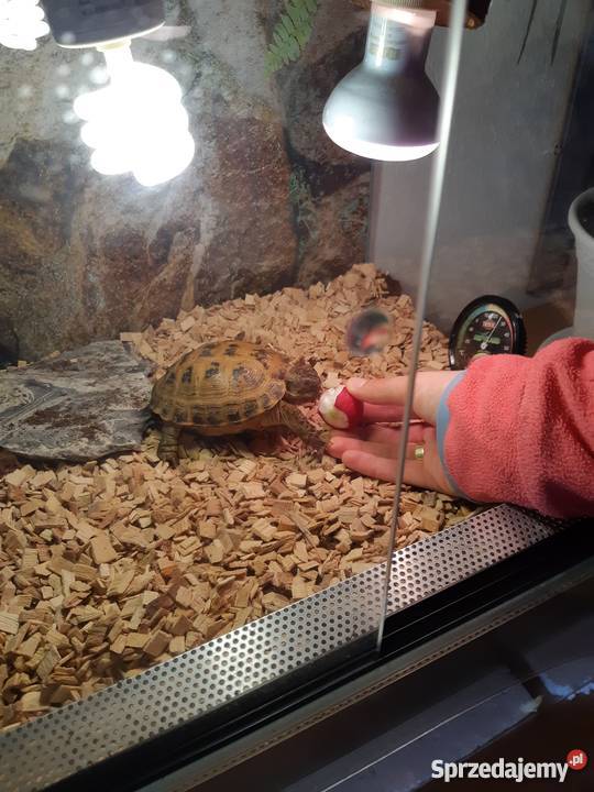 żółw stepowy z dokumetacja i terrarium Gady i płazy Czermna sprzedam