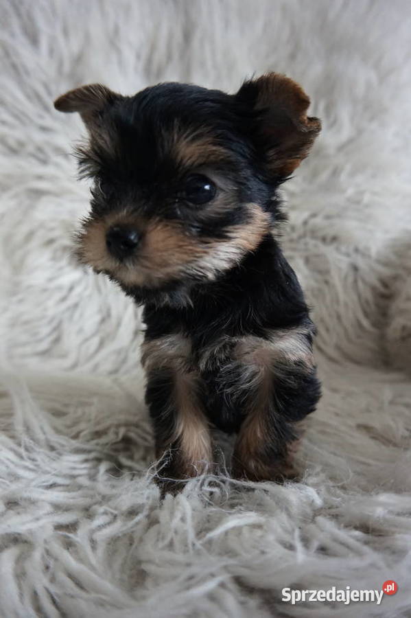 Piesek Yorkshire Terrier Skomielna Biała