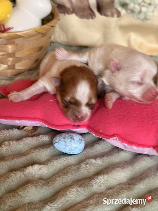 Szpic miniaturowypomeranian