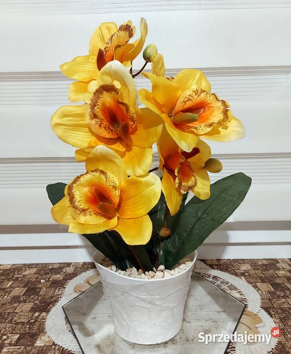 Storczyki Promocja Koszalin sprzedam