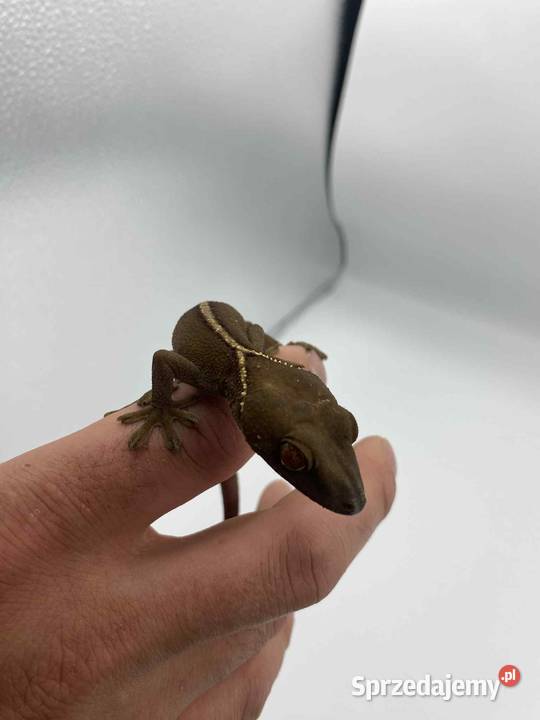 Gekon paskowany warmińsko-mazurskie Olsztyn