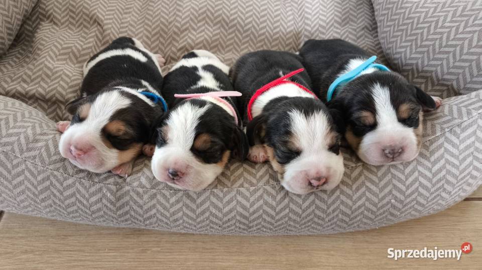 Szczeniaka Beagla możliwość rezerwacji