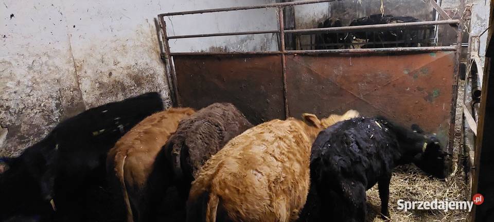 Odsadki jałówki lm limousine Strzelce Opolskie